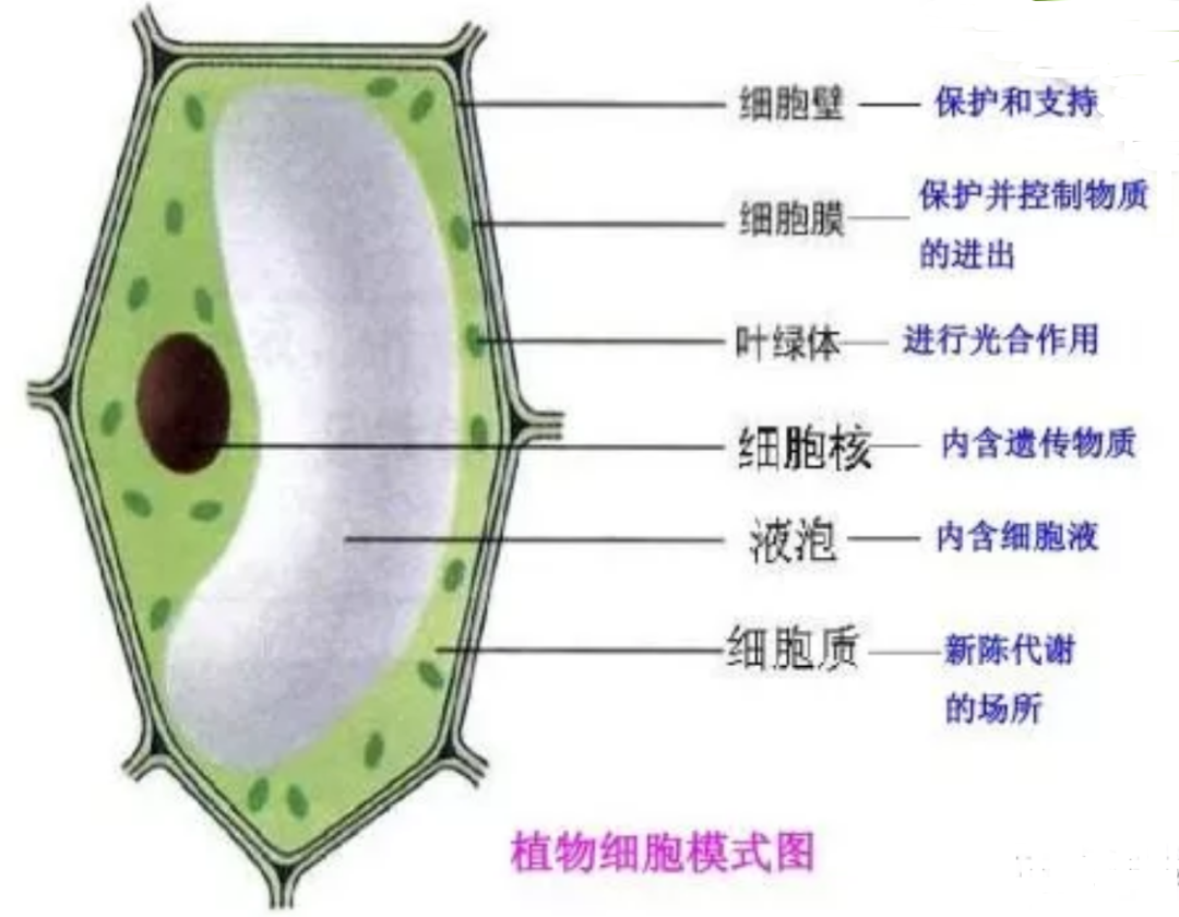 七上生物知识点归纳整理（初中生物重点考点汇总）