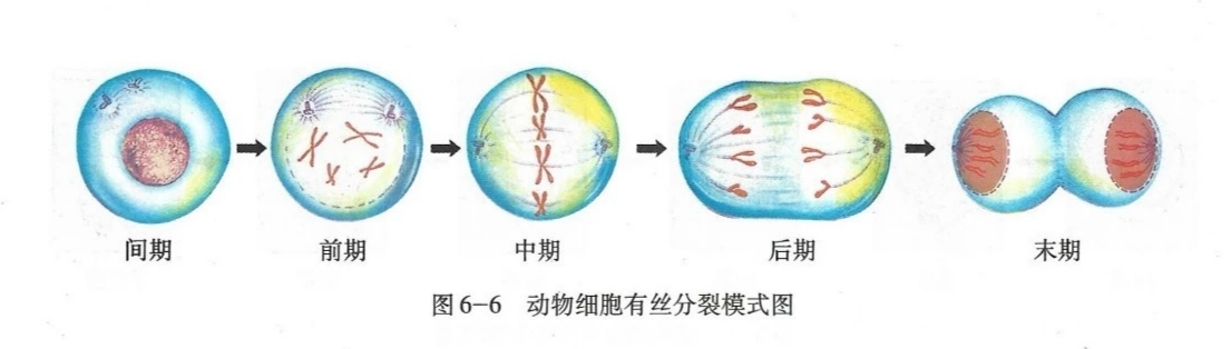 高中生物细胞分裂详解（细胞相关知识点总结）