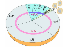 高中生物细胞分裂详解（细胞相关知识点总结）