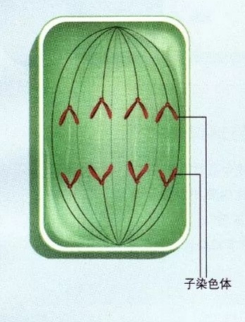 高中生物细胞分裂详解（细胞相关知识点总结）