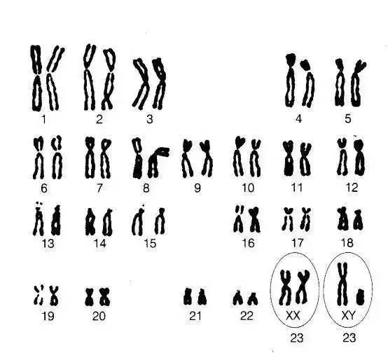 高中生物细胞分裂详解（细胞相关知识点总结）