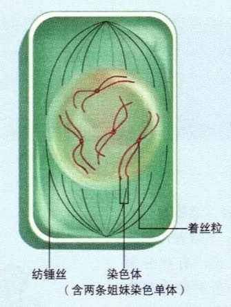 高中生物细胞分裂详解（细胞相关知识点总结）