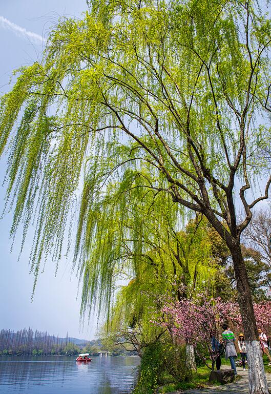 假如我变成一棵树范文赏析（精选500字优秀作文）