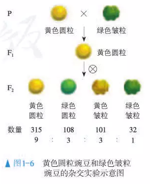 遗传因子间会相互影响吗（高中生物豌豆杂交实验详解）