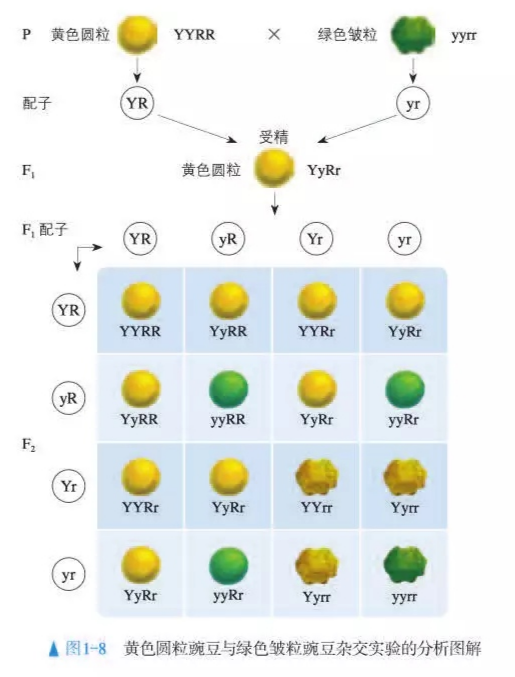 遗传因子间会相互影响吗（高中生物豌豆杂交实验详解）