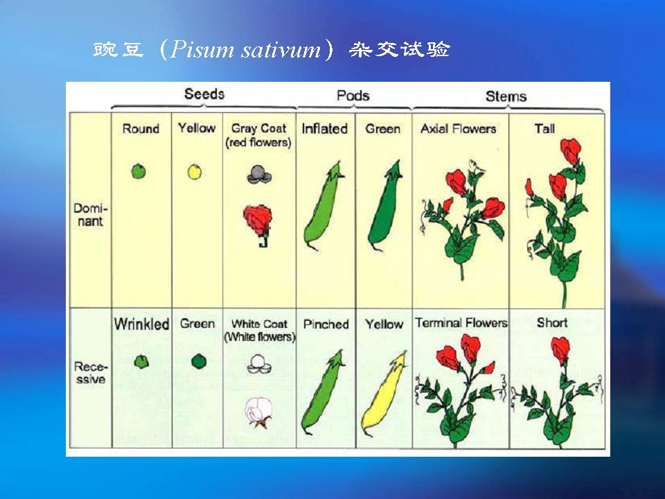 遗传因子间会相互影响吗（高中生物豌豆杂交实验详解）