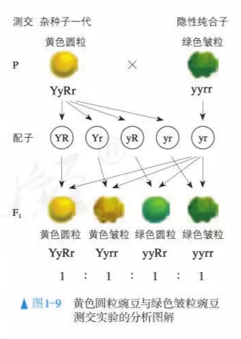 遗传因子间会相互影响吗（高中生物豌豆杂交实验详解）