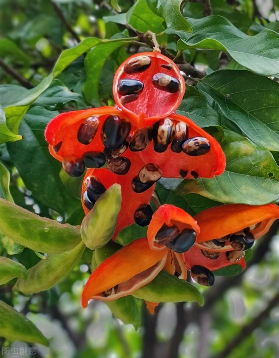 描写鲜花高级浪漫的句子（赞美鲜花的经典语言）