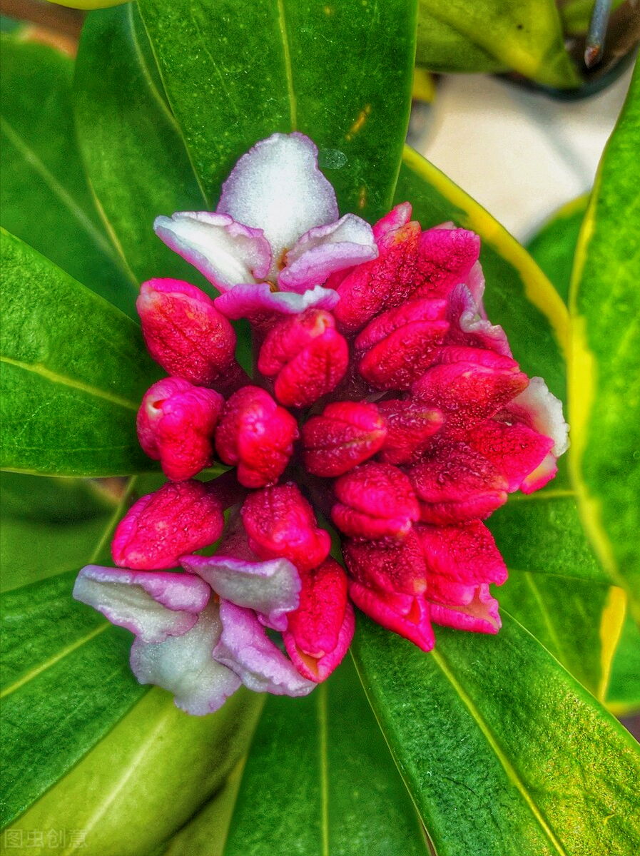 描写鲜花高级浪漫的句子（赞美鲜花的经典语言）