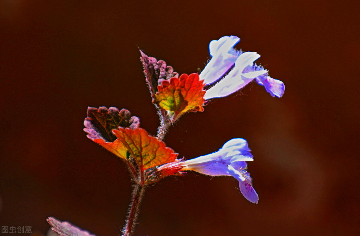 描写鲜花高级浪漫的句子（赞美鲜花的经典语言）