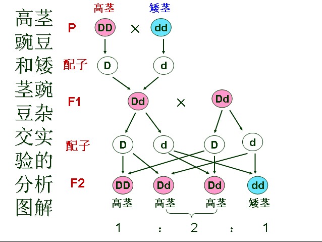 高中生物遗传学知识点归纳，像爸或像妈原因讲解