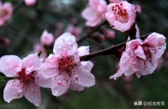 桃花行全诗赏析（赏读桃花行静气桃花）