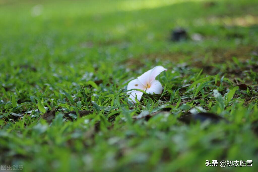 屈原时代的芳草有哪些（推荐晚春芳草古诗八首）