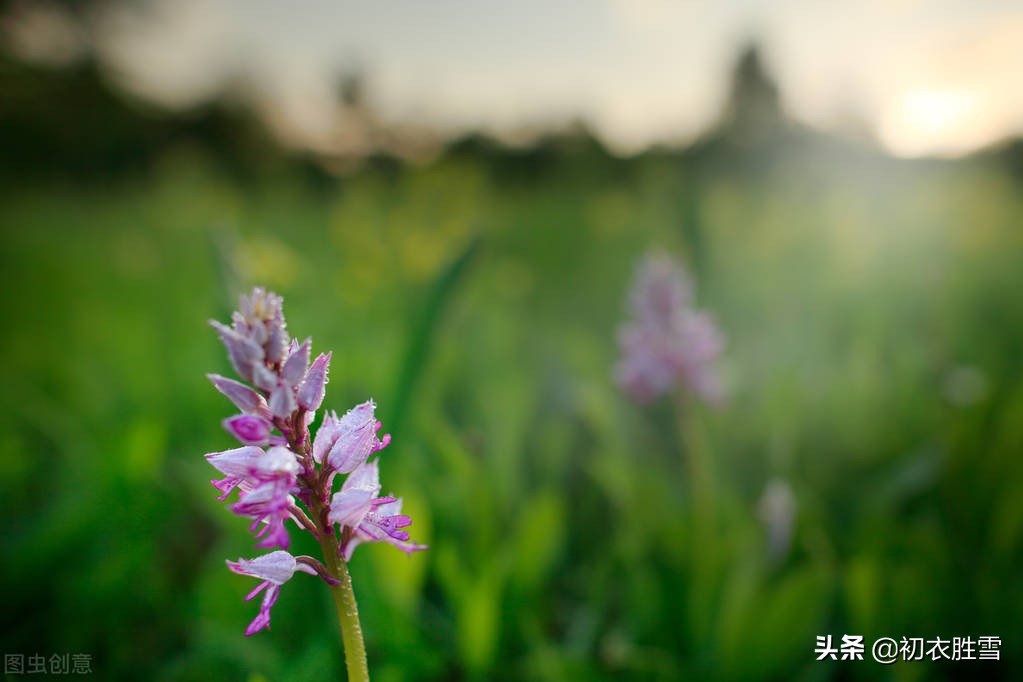 屈原时代的芳草有哪些（推荐晚春芳草古诗八首）