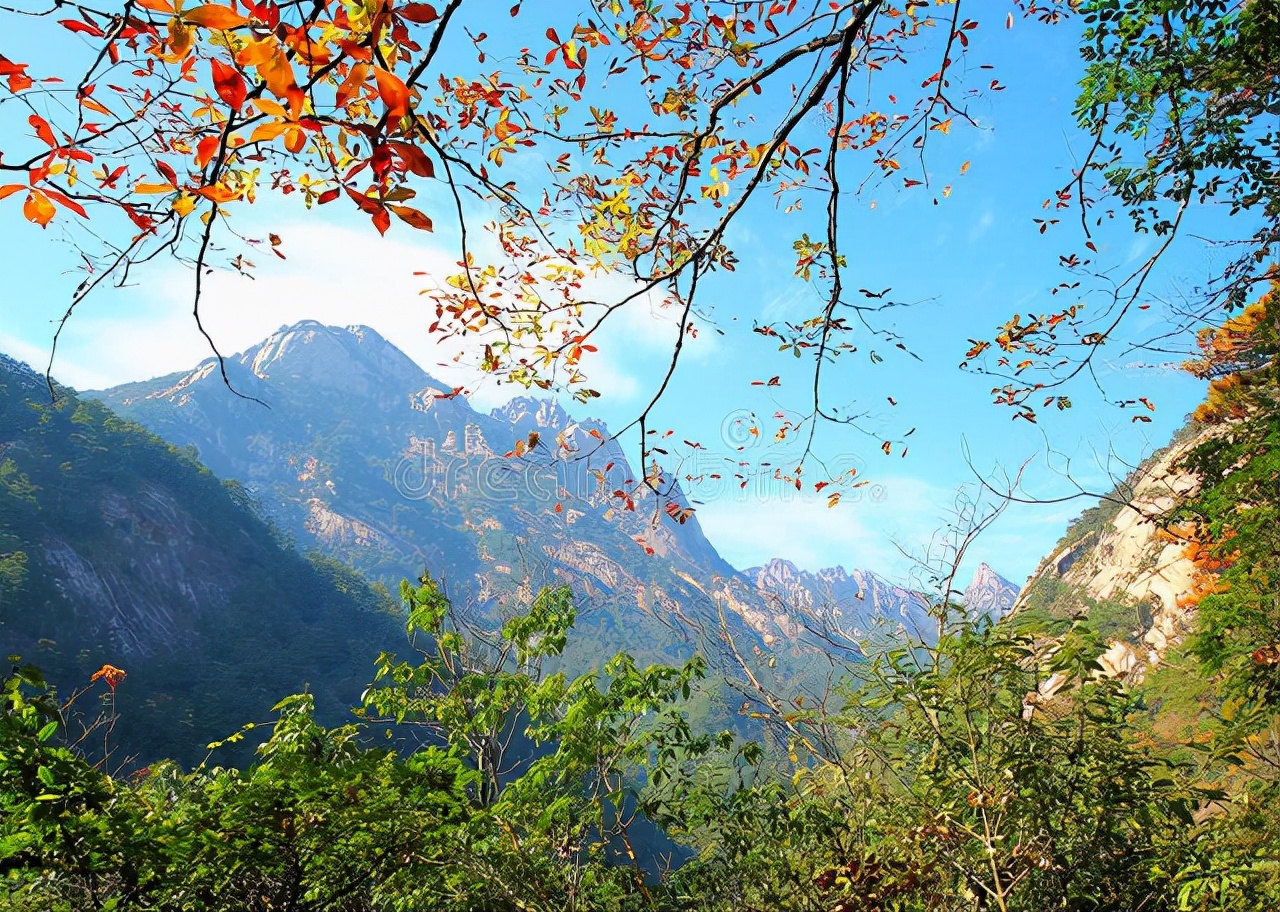 秋意在一个多雾的黎明溜来（精选写景范文）