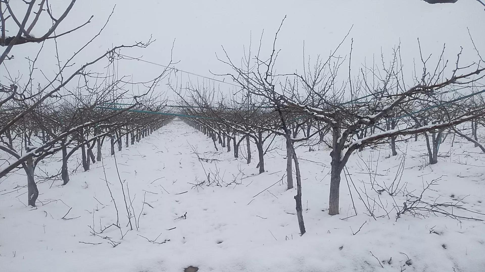 迟到的雪作文（分享高中生优秀范文）