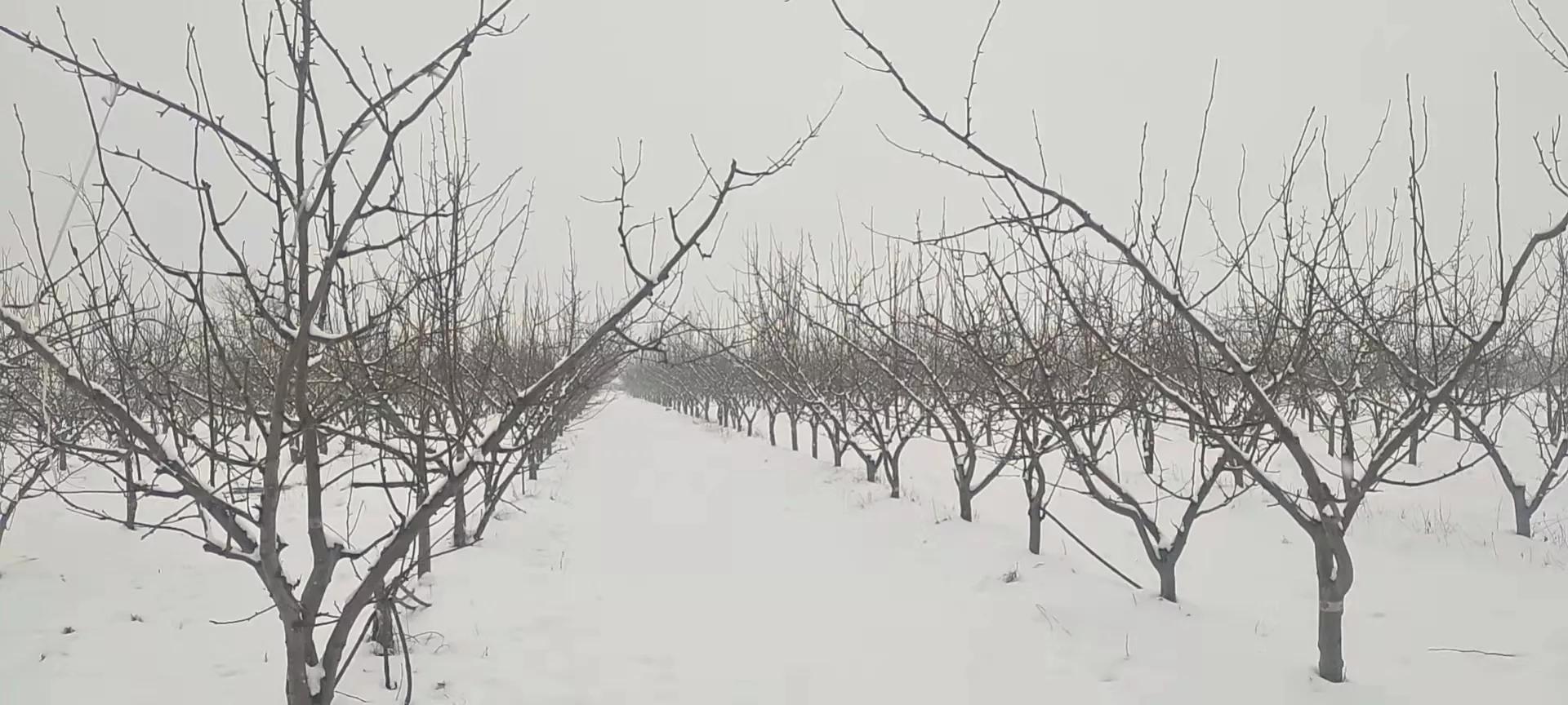 迟到的雪作文（分享高中生优秀范文）