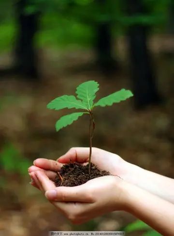 墙角的小树苗作文 (分享优秀范文篇)