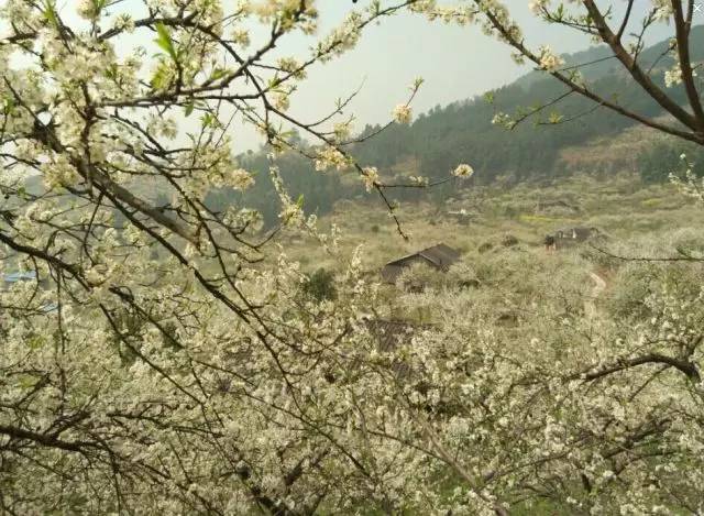 再纠结下去黄花菜都凉了读后感（精选哲学篇）