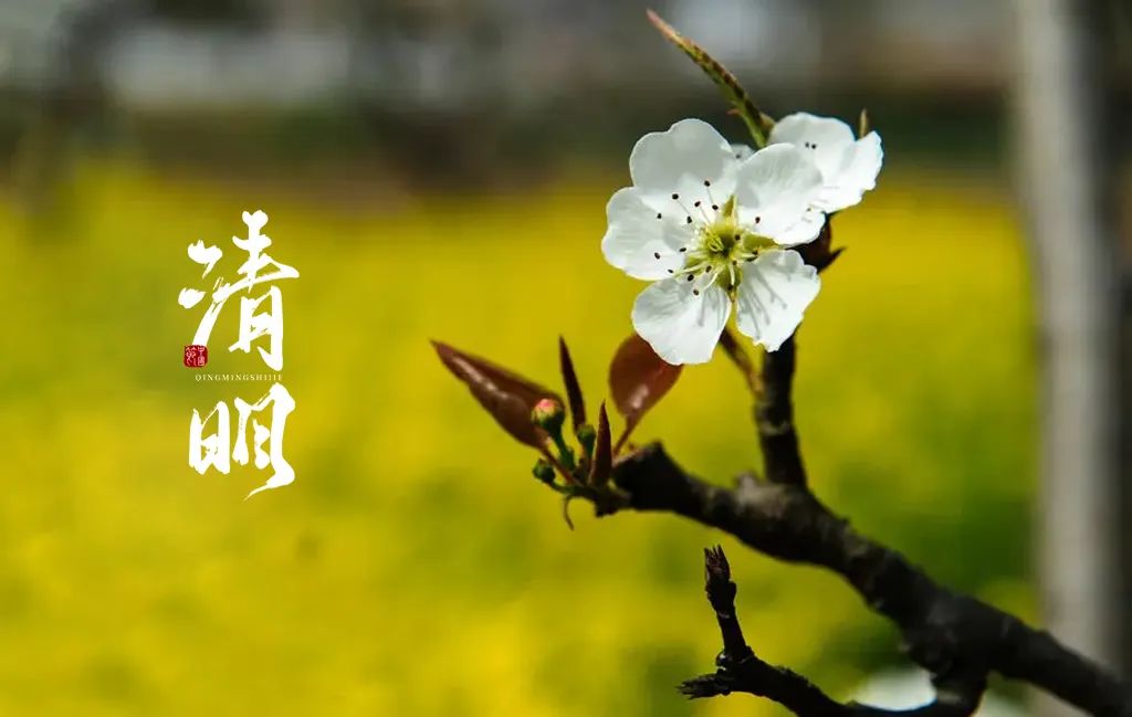 清明节唯美短句摘抄（精选12首）