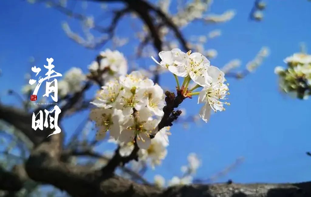 清明节唯美短句摘抄（精选12首）