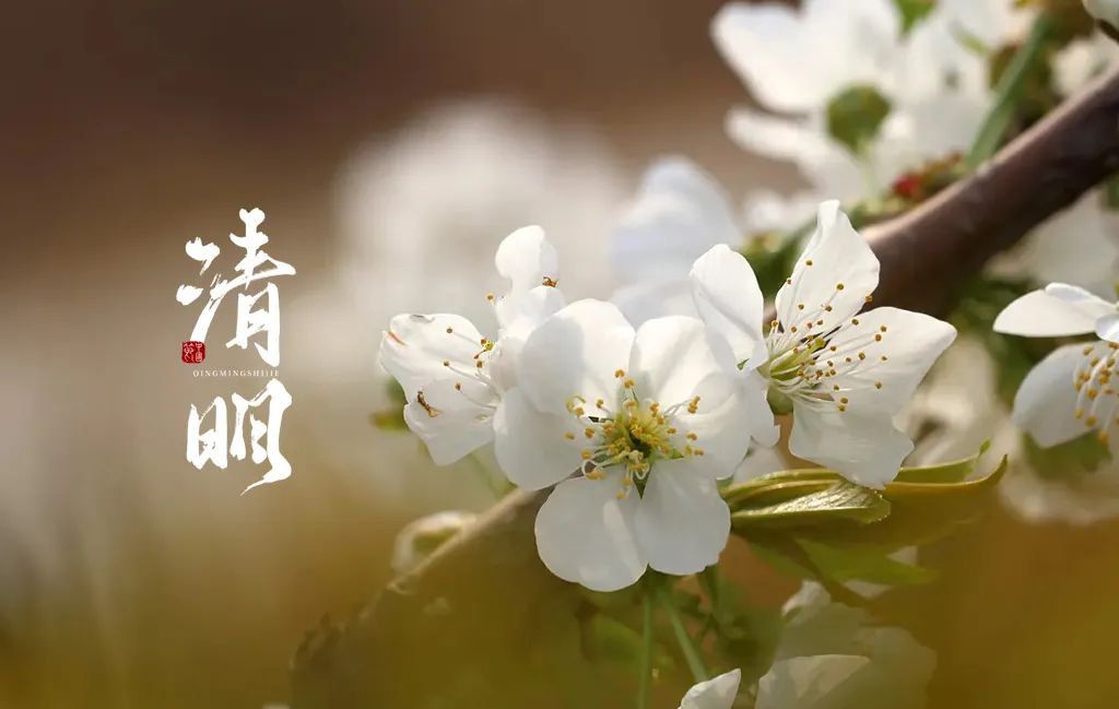 清明节唯美短句摘抄（精选12首）