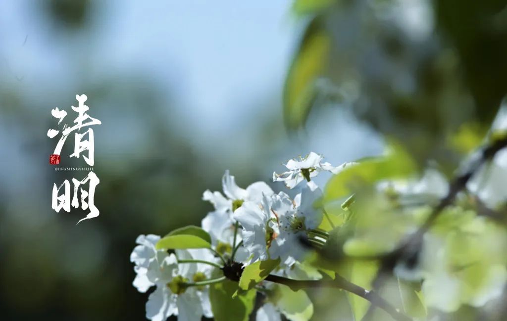 清明节唯美短句摘抄（精选12首）