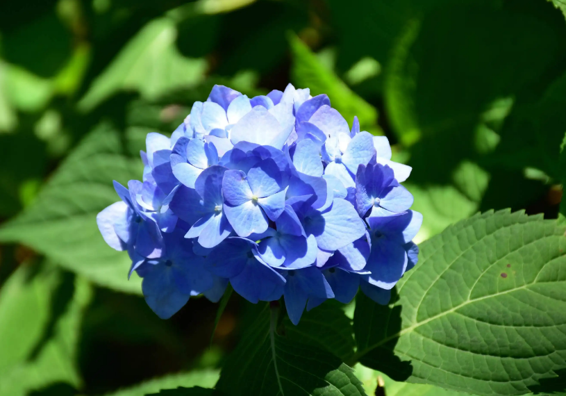 有关绣球花的诗词赏析，古代诗歌鉴赏大全摘抄