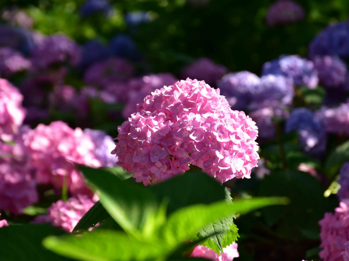 有关绣球花的诗词赏析，古代诗歌鉴赏大全摘抄