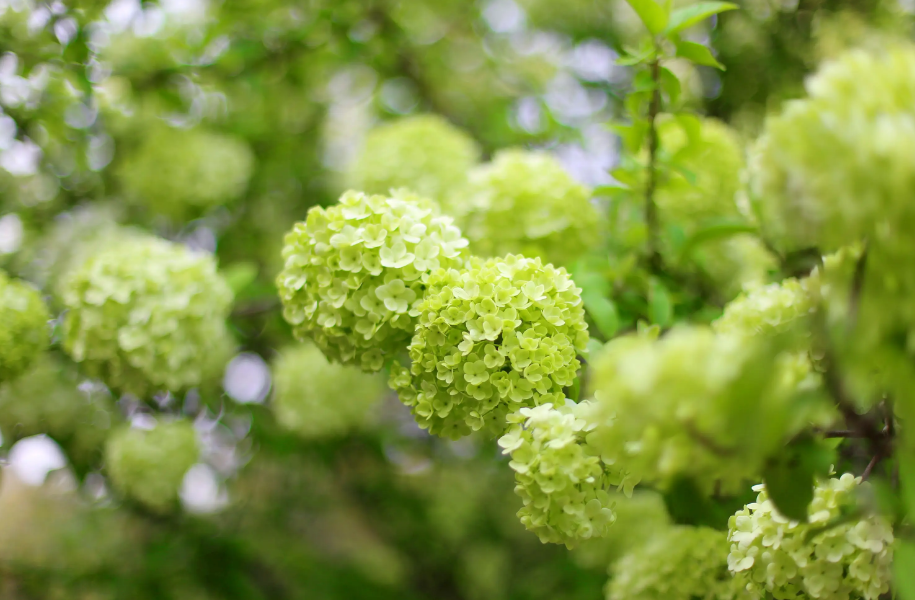 有关绣球花的诗词赏析，古代诗歌鉴赏大全摘抄