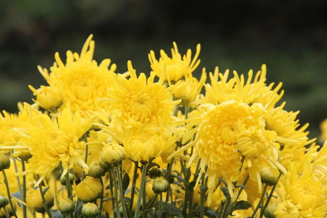 赞美菊花古诗词100首（推荐10首菊花诗词）