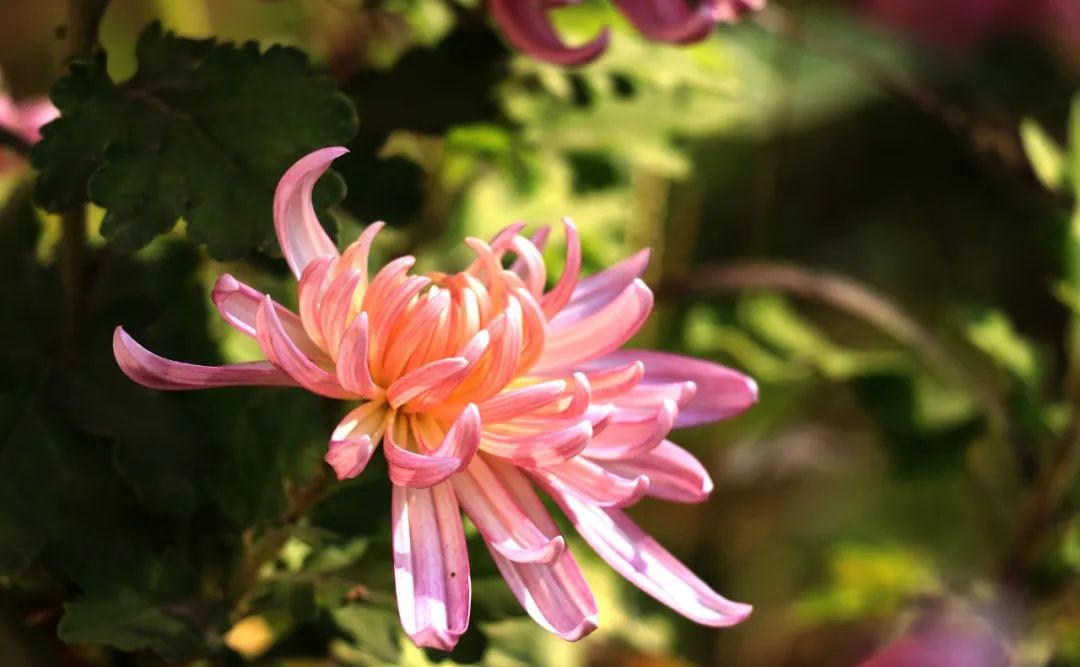 赞美菊花古诗词100首（推荐10首菊花诗词）