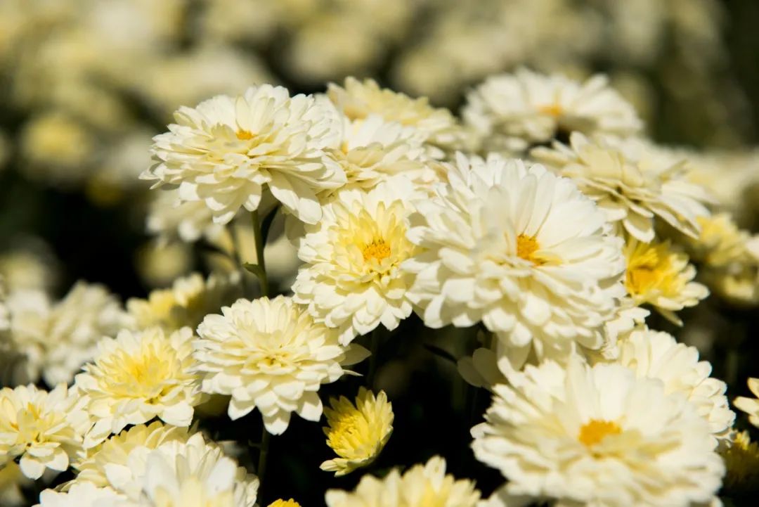 赞美菊花古诗词100首（推荐10首菊花诗词）