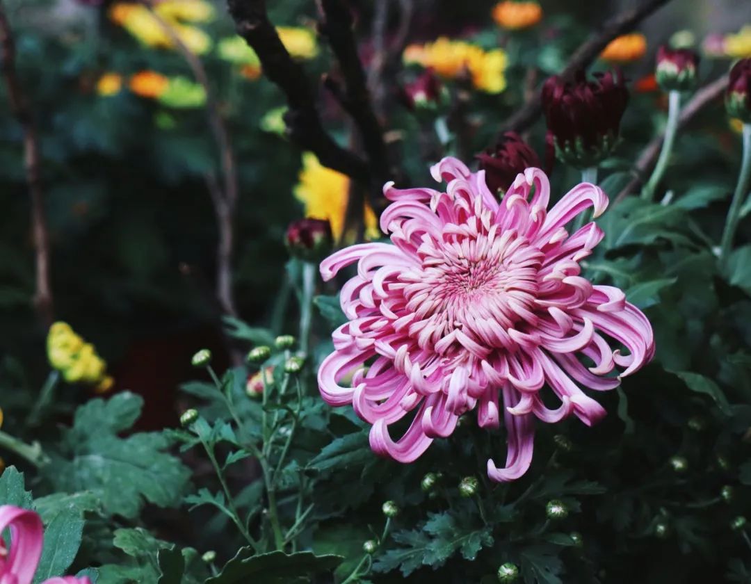 赞美菊花古诗词100首（推荐10首菊花诗词）