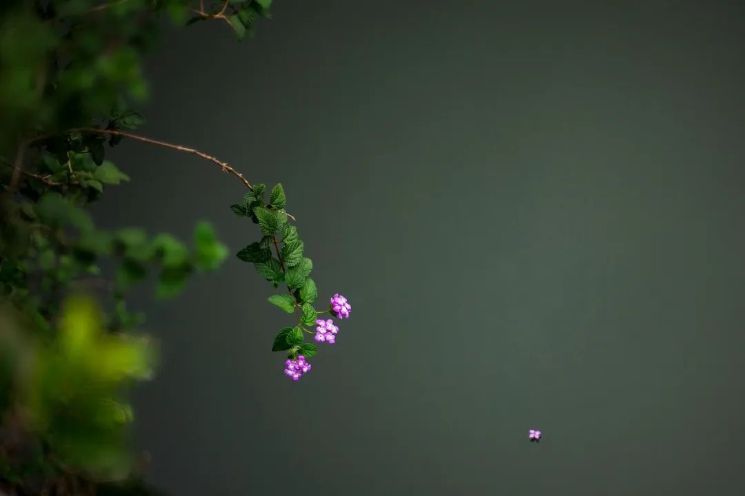 诗人于良史山中夜游（推荐一首绝美的春夜诗）