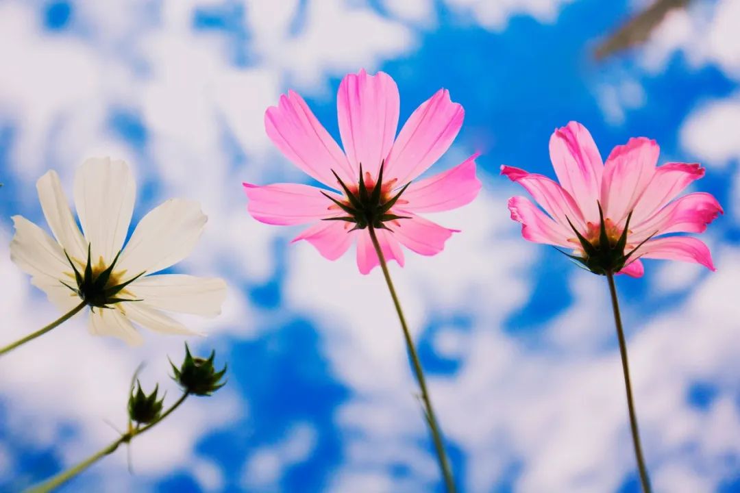 踏青赏桃花的诗句（分享18首踏青唯美诗词）