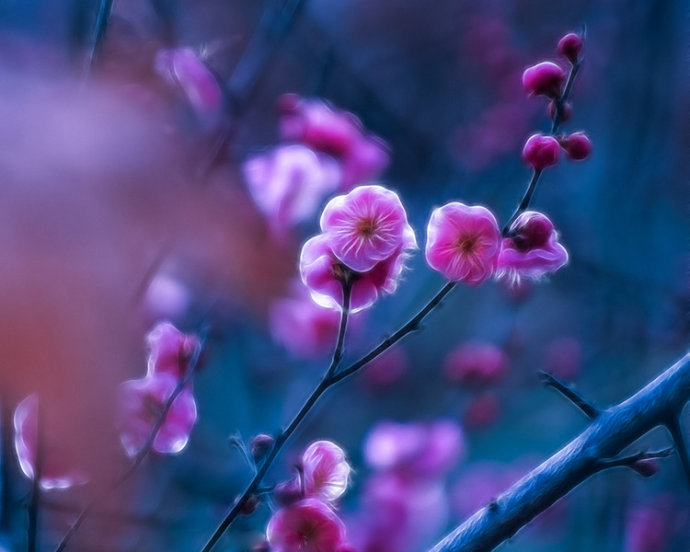 梅花这首诗表达了诗人怎样的志向（分享梅花古诗词赏析）