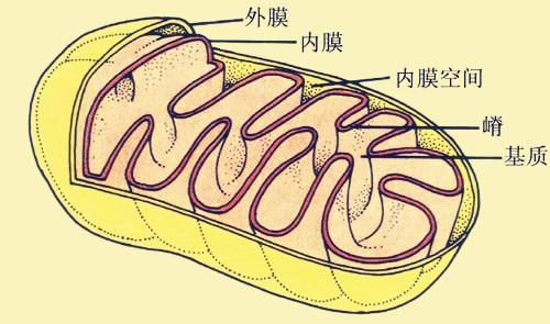 高中生物细胞能量的来源，通货ATP是怎么产生的