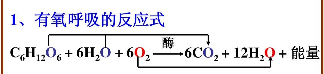 高中生物细胞能量的来源，通货ATP是怎么产生的