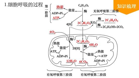 高中生物细胞能量的来源，通货ATP是怎么产生的