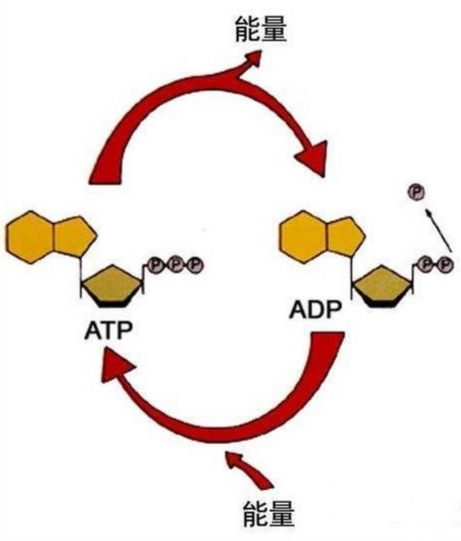 细胞生命活动所需能量来源（高中生物能量详解）