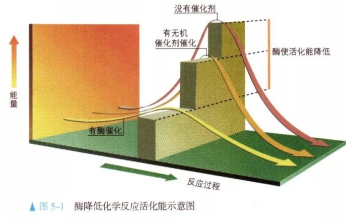 细胞内发生的化学反应，细胞代谢中酶的催化作用