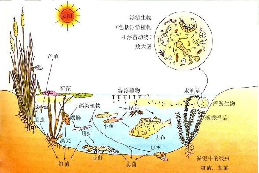 生物高中必修一到三知识点汇总（高考生物考点大全）