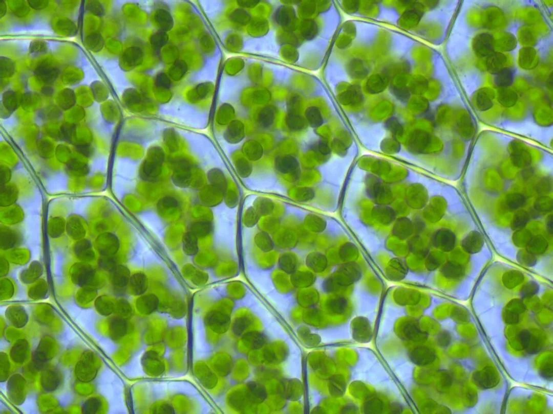 生物高中必修一到三知识点汇总（高考生物考点大全）