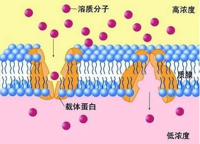 粒子是怎么进出细胞的，物质的跨膜运输讲解