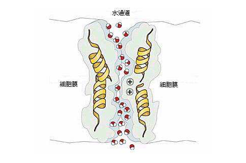 粒子是怎么进出细胞的，物质的跨膜运输讲解