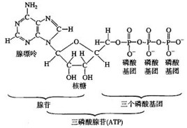 粒子是怎么进出细胞的，物质的跨膜运输讲解