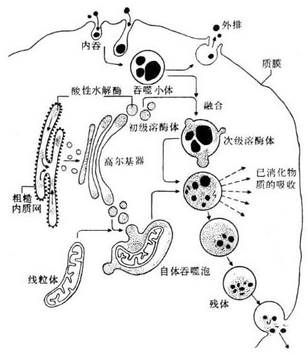 粒子是怎么进出细胞的，物质的跨膜运输讲解