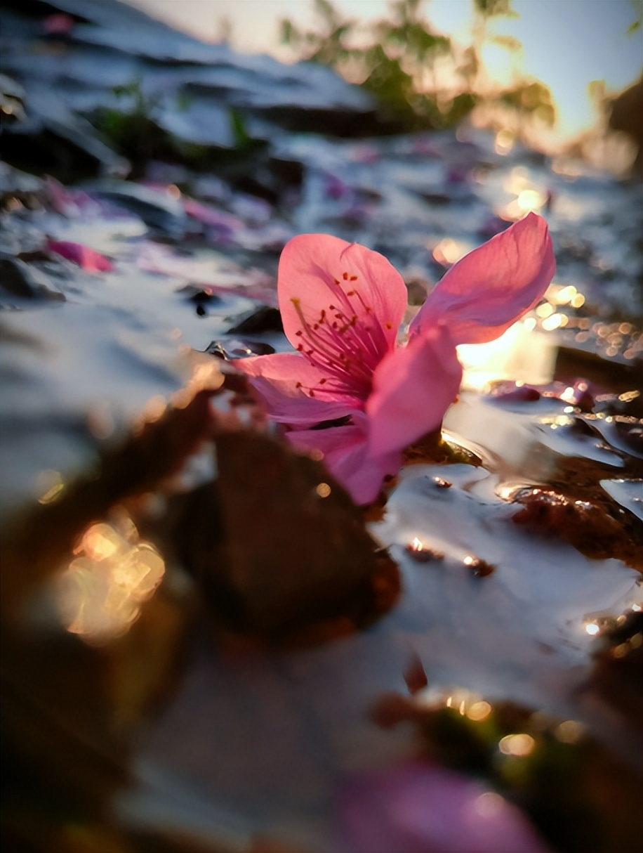 关于静静赏花的唯美古诗词（静静的观景赏花的诗词）