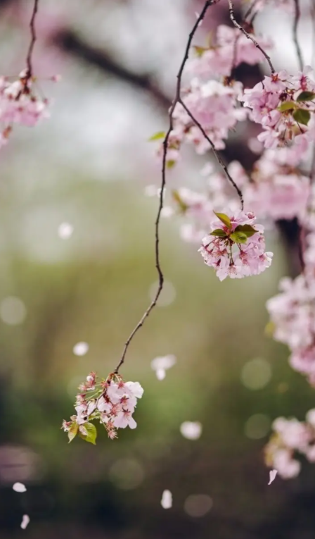 关于静静赏花的唯美古诗词（静静的观景赏花的诗词）